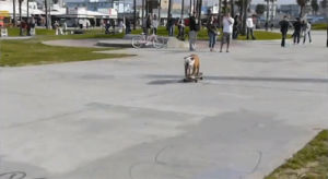 pug,animals,mlb,skateboard,rolling