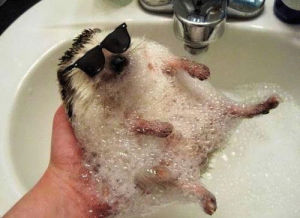 hedgehog,time,bath