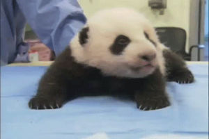 panda,sleepy,adorable,baby,animals,cute,baby panda