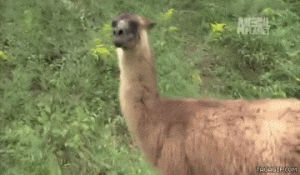 spit,animals,deal with it,llama