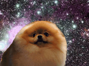 dog,pomeranian,dogs in space,animals,space,animal,dog in space