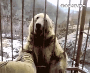 bored,bear,funny,animals,eating,human,chewing,paws through cage