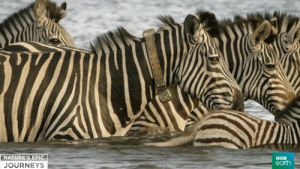africa,nature,zebras,bbc,naturesepicjourneys,wildlife,river,bbcearth