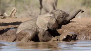 mud,baby,elephant,problems