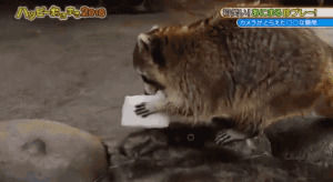 raccoon,food,water,eating,candy