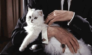from russia with love,james bond,happy,petting,salami,cat,animals