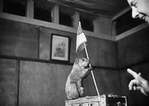 flag,4th of july,animals,vintage,squirrel,50s