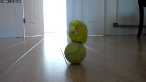 bird,dance,cute,animals,playing,birds,rolling,best of week,tennis ball,they see me rollin