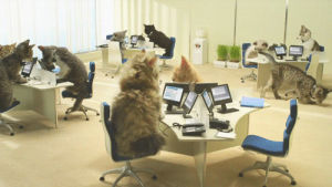 workplace,cat,kitten,office,working