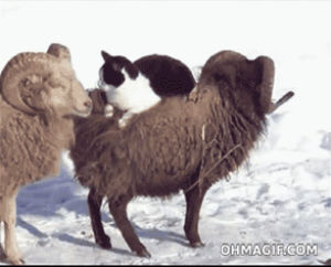 sheep,goat,carrying,animals,cat,funny,cute,snow,back,ride,riding,ferrying