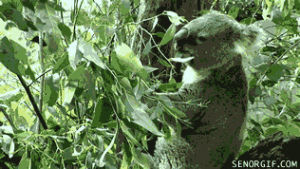 koala,new,food,leaf,turns