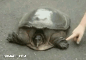 tortoise,frightened,poked,funny,animals,jump,kid,turtle,snapping turtle