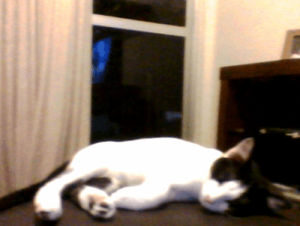 cat,tired,sleepy,my cat,bolinho