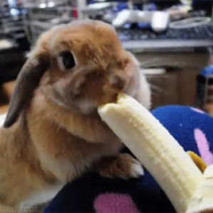 wtf,bunny,baby animals,food,rabbit,banana