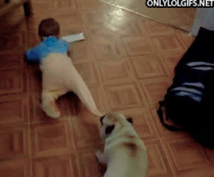 dog,animals,baby,pug,a dog drags a baby