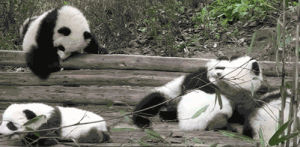 panda,roll