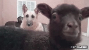 sheep,reaction,dog,animals,excited