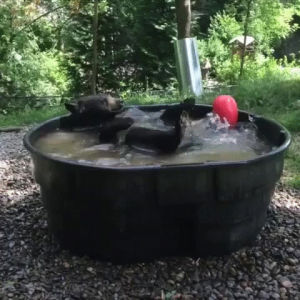 bear,tub