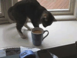 funny cat,bad coffee,humorous,silly cat,funny,cat,coffee,humor,humour,insult,pawing,cup of coffee,scratch n sniff,scratch and sniff,goofy cat,crappy coffee,dislike coffee