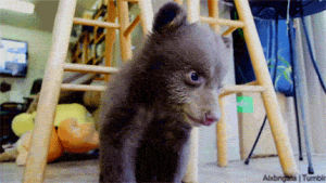 bear,bear cub