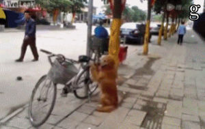 bike,dog,excited,animal,riding