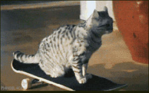 cat,skateboarding,tabby