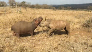 rhino,friends,baby,hippo