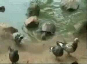 bird,turtle,killed,surprise attack,turtle eating bird