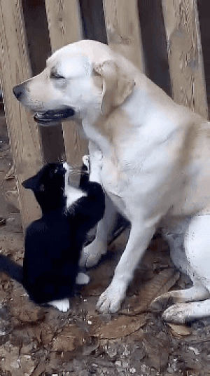 dog,cat,animals