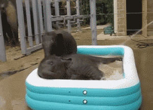 Bebe Kiddie Piscine Gif Find On Gifer