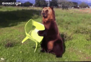 bear,sitting,animals,playing,trick,performing,comfortable