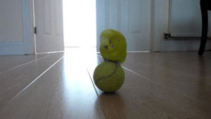 parrot,tennis,balance