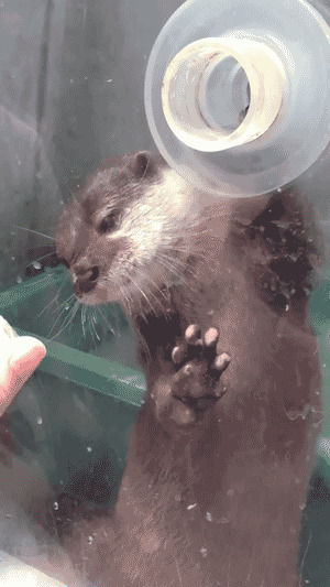 cute,animal,otter,grabbing,reach