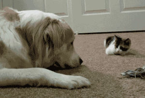 cat,dog,adorable,kitten,boop,cat and dog