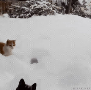 pounce,cat,reaction,animals,snow,jump,humorous,for fun
