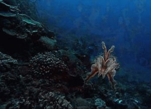 cephalopods,animals,animal,marine biology,cuttlefish