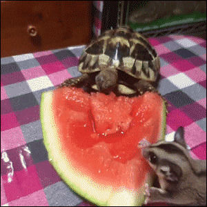 watermelon,turtle,glider