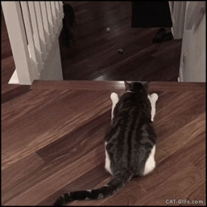 cat,stairs,sneak,ambush,kaji yuuki