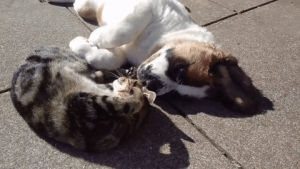 cat,puppy,eyebleach,bernard,snuggles