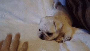 sfw,squishy face,animals,cute,dog,adorable,puppy,pug,puppy dog,safe for work