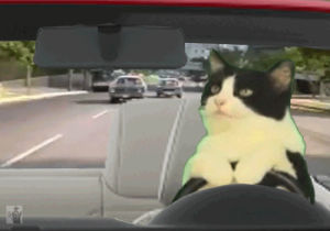 driving,wtf,bad cat,cat,car,funny cat,cops