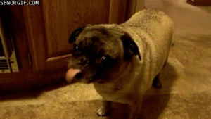 wtf,cute,animals,tongue,pugs,peanut butter,stuck out tongue