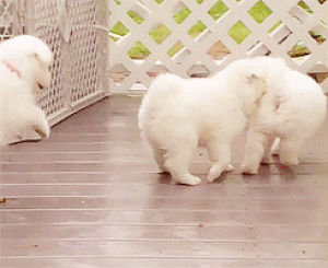 samoyed,cute,animals,animal,puppy,white,adorable