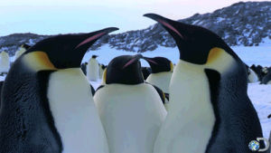 cute,lol,animals,fight,discovery,penguins,discovery channel,cute animal