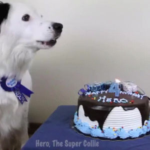 dog birthday,birthday,hero,dog,candle,barks