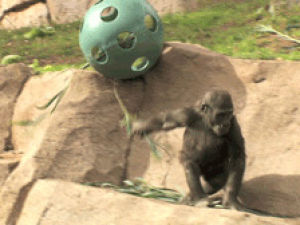 gorilla,animals,baby,zoo,san diego,safari park