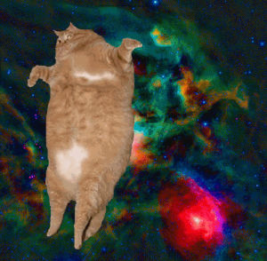 fat,cat,space,flying,galaxy