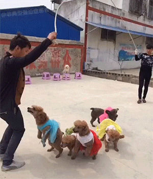 jumprope,jump,dogs,training,rope,asia