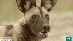 nature,bbc,africa,wildlife,wild dog,bbcearth,naturesepicjourneys