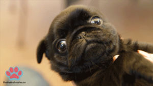 animal,puppy,wink,pug,winking,pugs